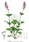 Pitraea cuneato-ovata