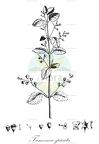 Tamonea spicata
