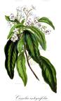 Casselia integrifolia