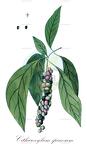 Citharexylum spinosum