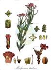Mulguraea tridens