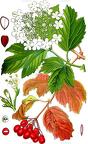 Viburnum opulus