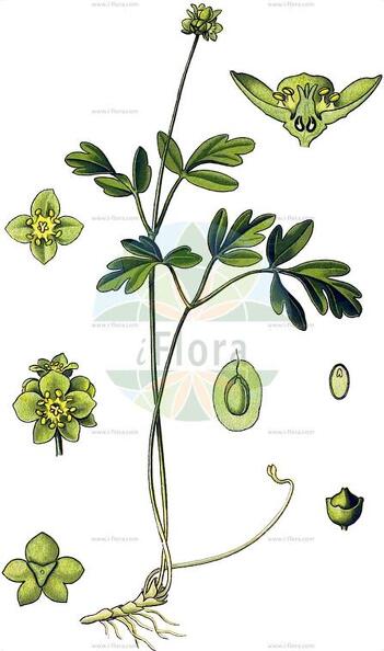 Adoxa moschatellina