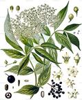 Sambucus nigra