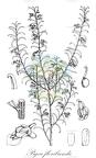 Pigea floribunda