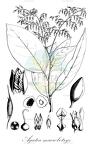 Agatea macrobotrys