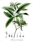 Rinorea laevigata