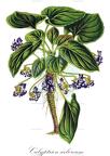 Calyptrion arboreum