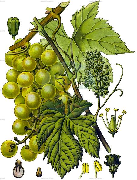 Vitis vinifera