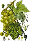 Vitis vinifera