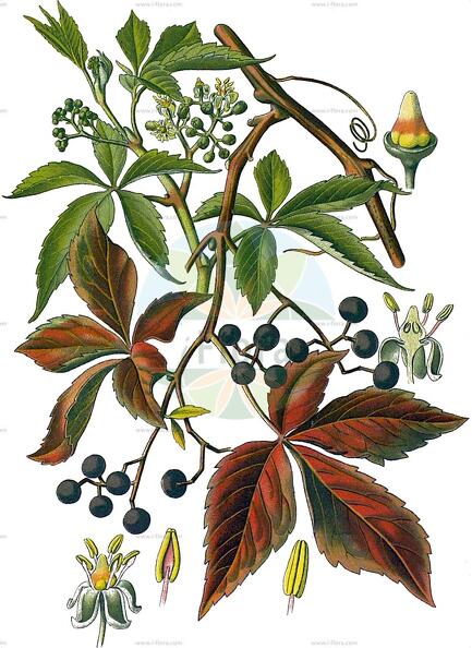 Parthenocissus quinquefolia