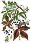 Parthenocissus quinquefolia