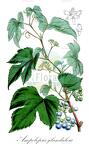 Ampelopsis glandulosa