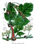 Cissus sulcicaulis