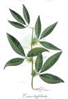 Cissus trifoliata