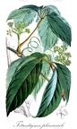 Tetrastigma planicaule