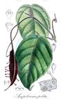 Ampelocissus polita