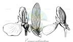 Erisma calcaratum