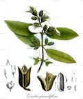 Qualea grandiflora