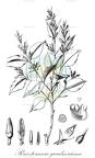 Ruizterania gardneriana