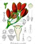 Welwitschia mirabilis