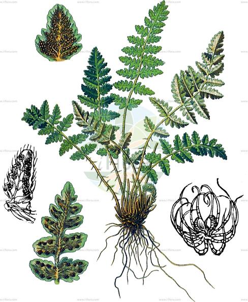 Woodsia ilvensis