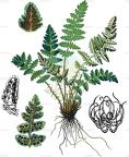 Woodsia ilvensis