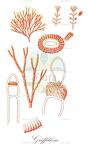 Griffithsia