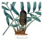 Zamia pumila