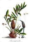 Zamia pumila