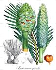 Macrozamia spiralis