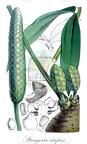 Stangeria eriopus