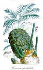 Bowenia spectabilis