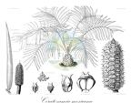 Ceratozamia mexicana