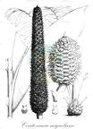 Ceratozamia miqueliana