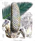 Dioon edule