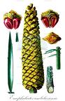 Encephalartos umbeluziensis