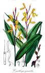Cautleya gracilis