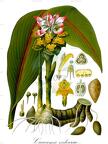 Curcuma zedoaria