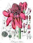 Etlingera elatior