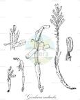 Geocharis radicalis