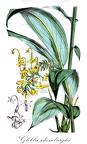 Globba schomburgkii
