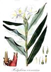 Hedychium coronarium