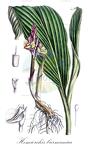 Hemiorchis burmanica