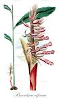Renealmia alpinia