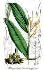 Rhynchanthus longiflorus