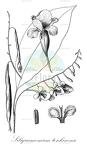 Siliquamomum tonkinense