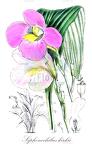 Siphonochilus kirkii