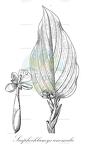 Scaphochlamys anomala