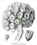 Sulettaria polycarpa